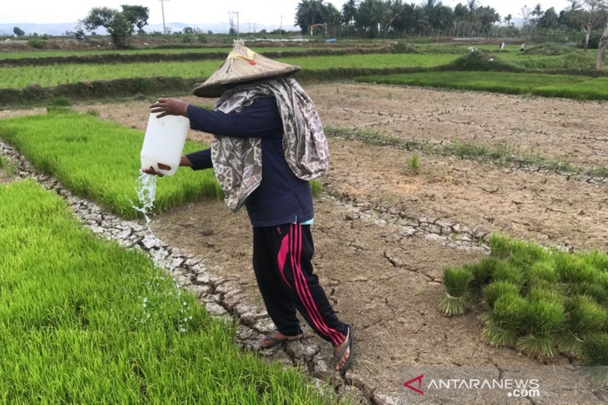 Bupati sebut 2.490 hektar padi di Aceh Besar terancam gagal panen
