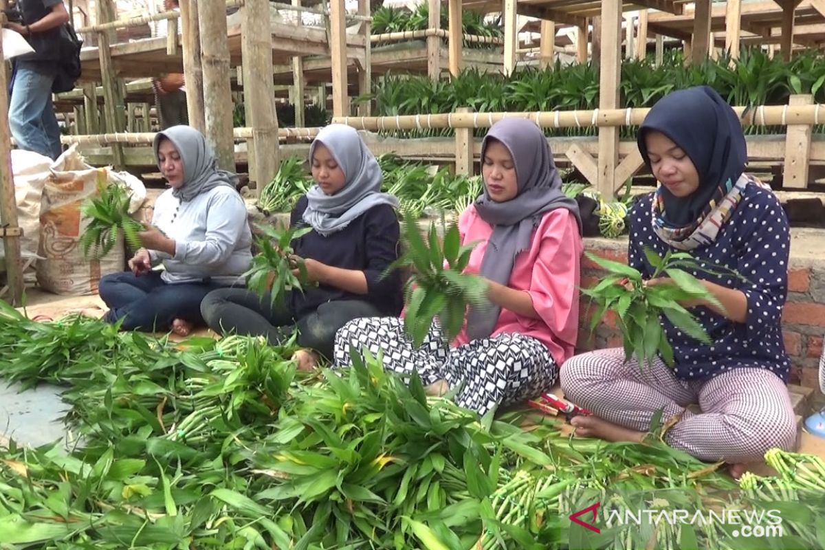 Permintaan ekspor tanaman potong dari Sukabumi meningkat