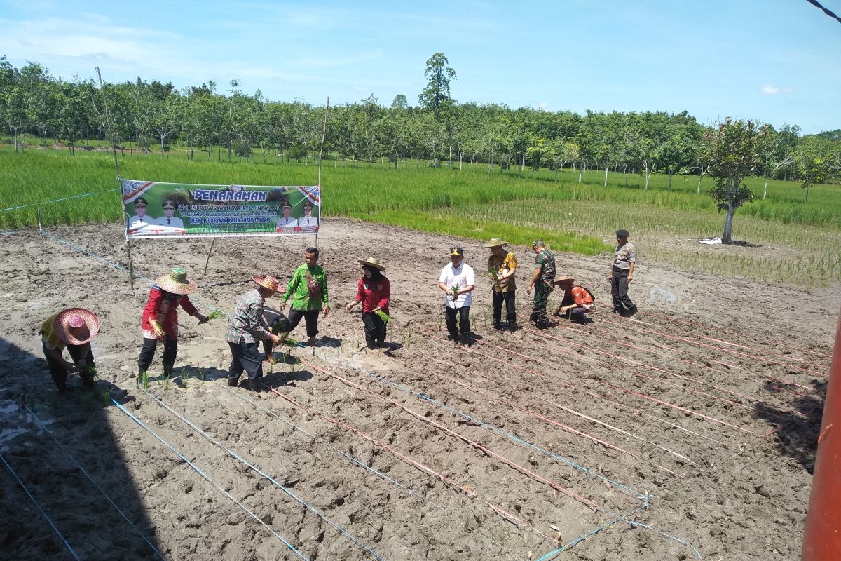 Gubernur Kalteng tanam dan sediakan mesin penggilingan padi