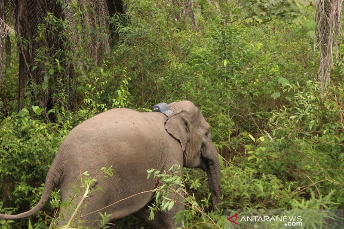 Gajah Sumatera liar dipasangi kalung GPS untuk mencegah konflik dengan manusia