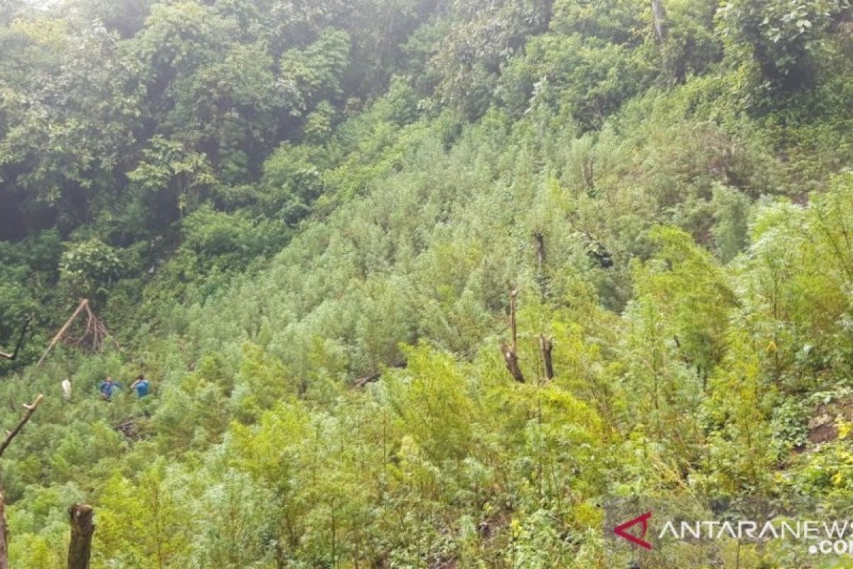 Polisi temukan lima hektar ladang ganja di Sumatera Utara