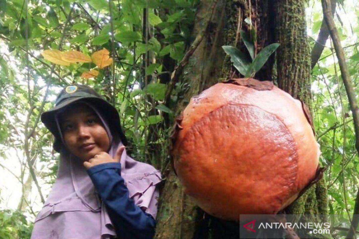 Bunga raflesia mekar di pohon