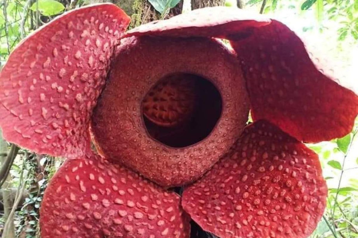 Rafflesia flower blooms on the tree