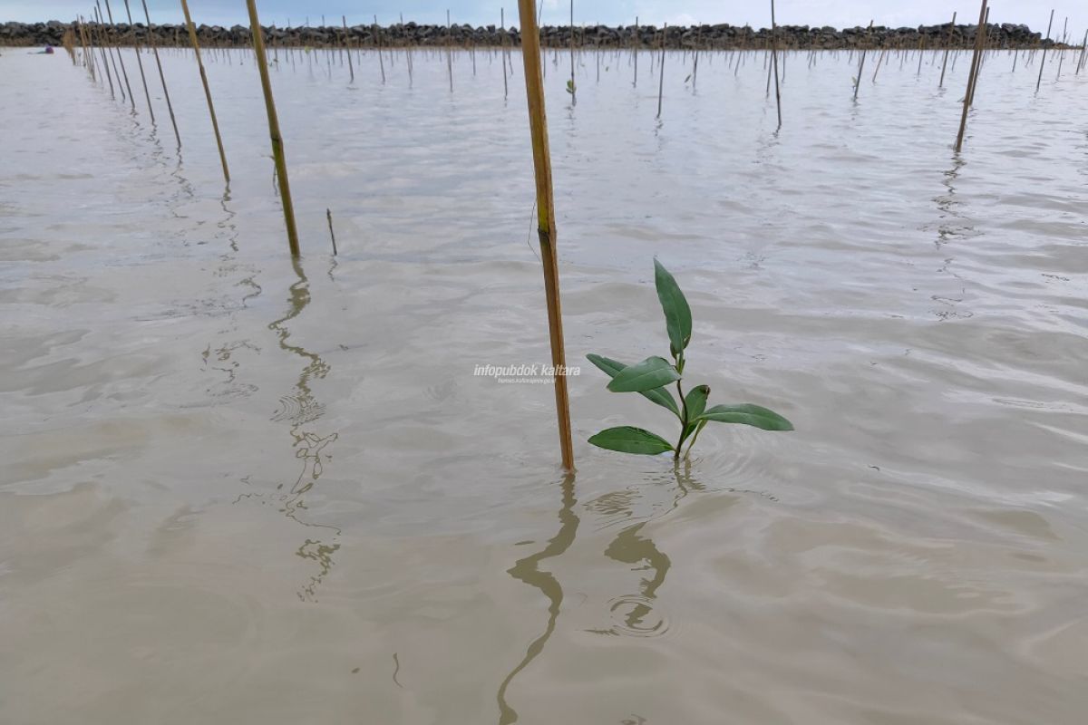 35 Ha  mangrove Sebatik direboisasi