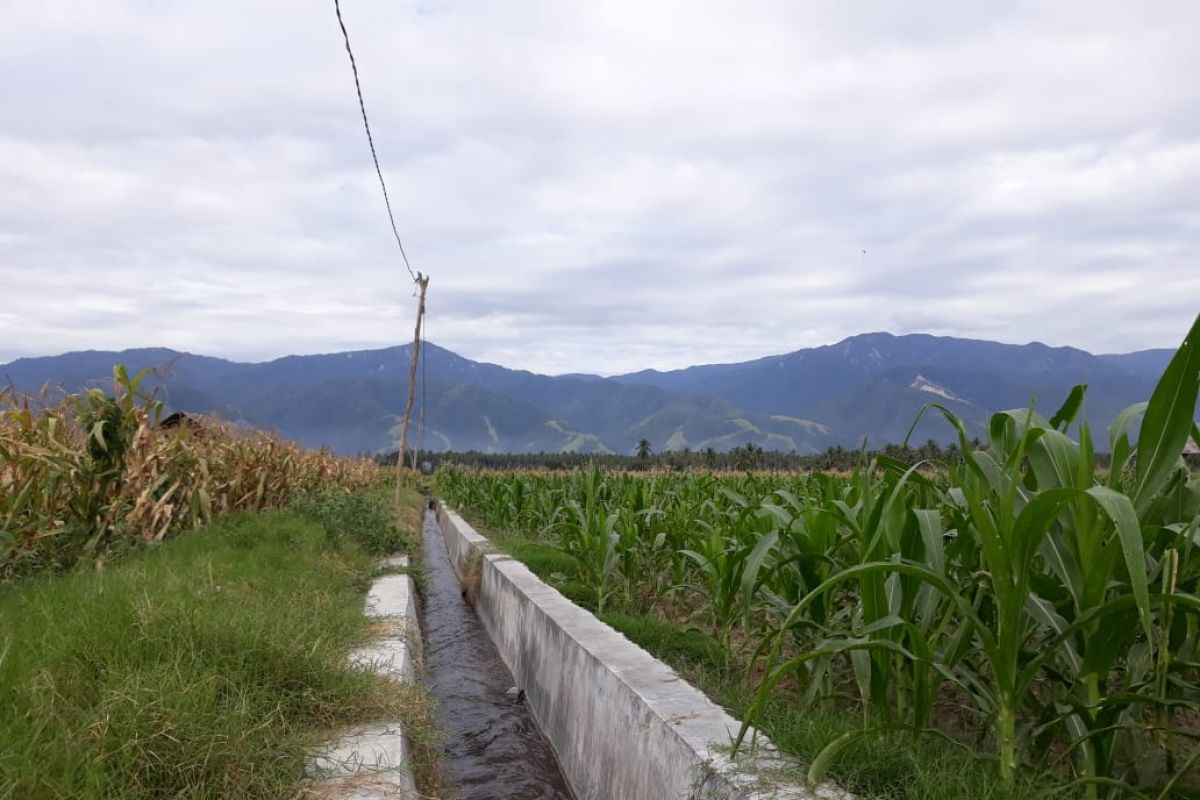 Irigasi Gumbasa mulai airi sawah, penyintas bencana butuh bantuan benih padi