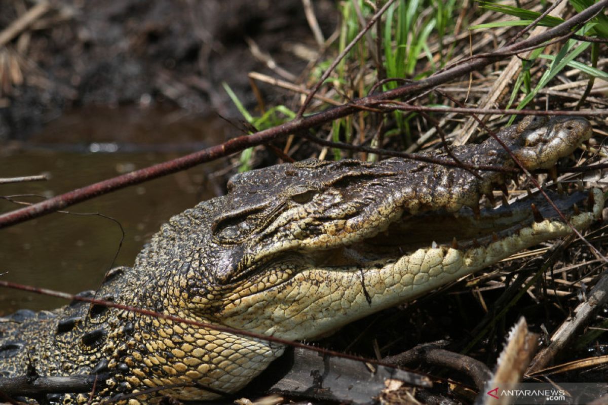 Seorang warga tewas akibat serangan buaya saat mencari ikan