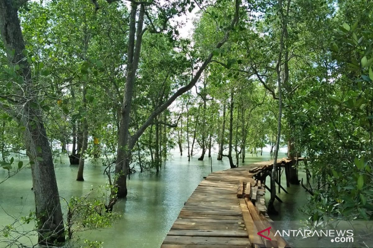 Warga Tanjungpunai rintis pembangunan objek wisata mangrove