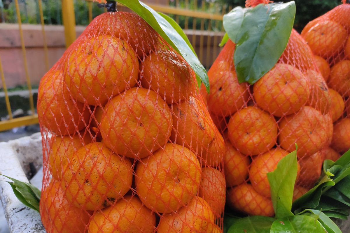 Ahli: Konsumsi buah kaya vitamin C tingkatkan kekebalan tubuh