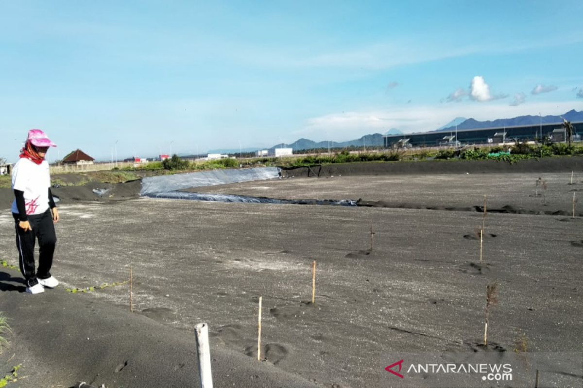 Ketua DPRD Kulon Progo minta perawatan sabuk hijau melibatkan OPD