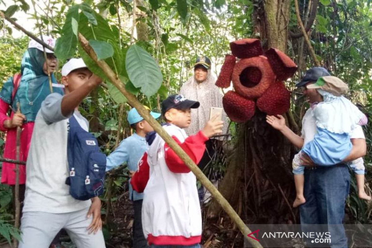 Rafflesia mekar di pohon pikat wisatawan luar negeri