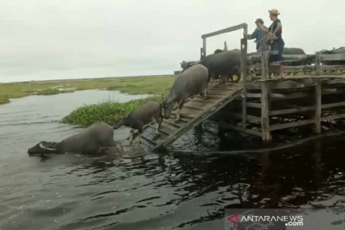 Hitching a boat ride to enjoy sights of buffaloes swimming