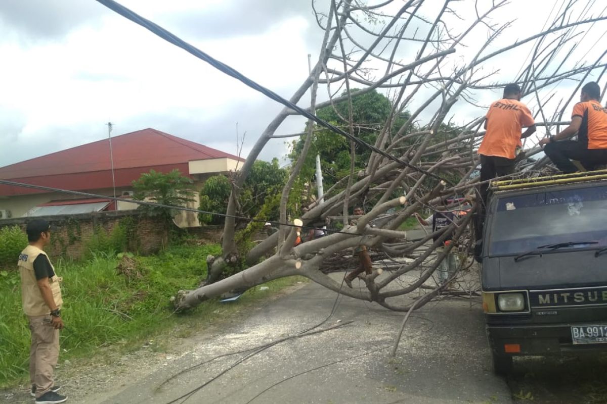 Pohon tumbang timpa mobil dan robohkan tiang listrik