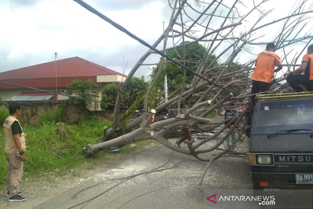 Pohon tumbang timpa mobil dan robohkan tiang listrik di Padang