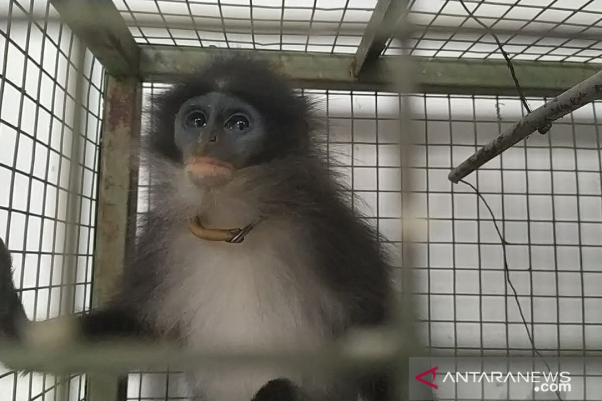 Seekor surili masuk dalam perangkap BKSDA