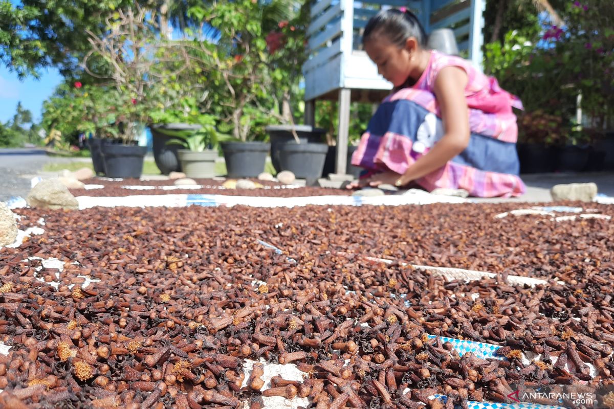 Di Natuna harga cengkeh stabil di angka Rp60 ribu