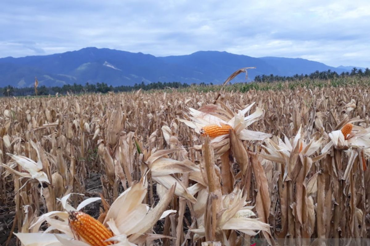 Panen jagung sebagai simbol pemulihan ekonomi petani di Sigi