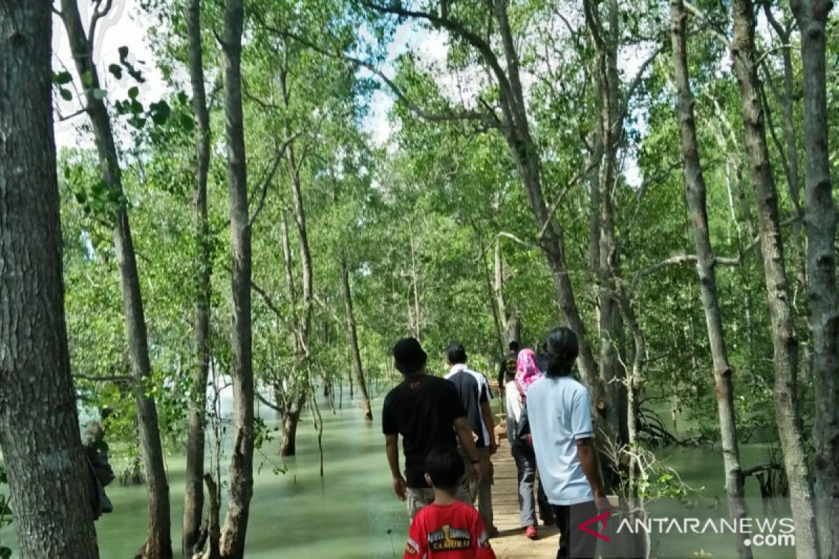 Wisata mangrove jadi harapan baru warga pesisir Tanjungpunai, Bangka Barat