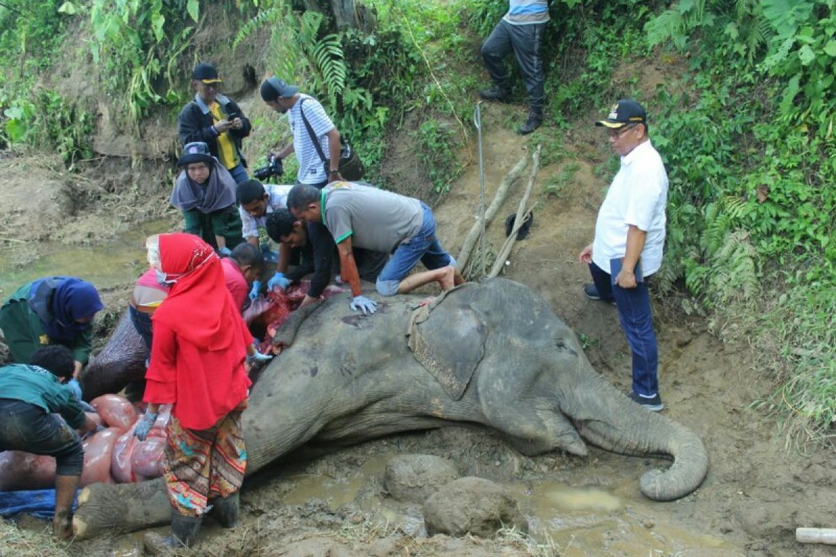 Neneng , gajah betina di Kebun Binatang Medan mati