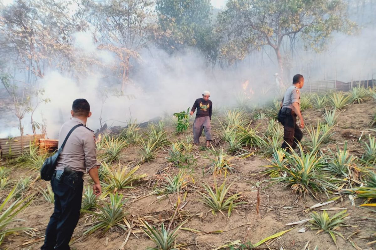 Puluhan hektare lahan hutan di Ambon terbakar