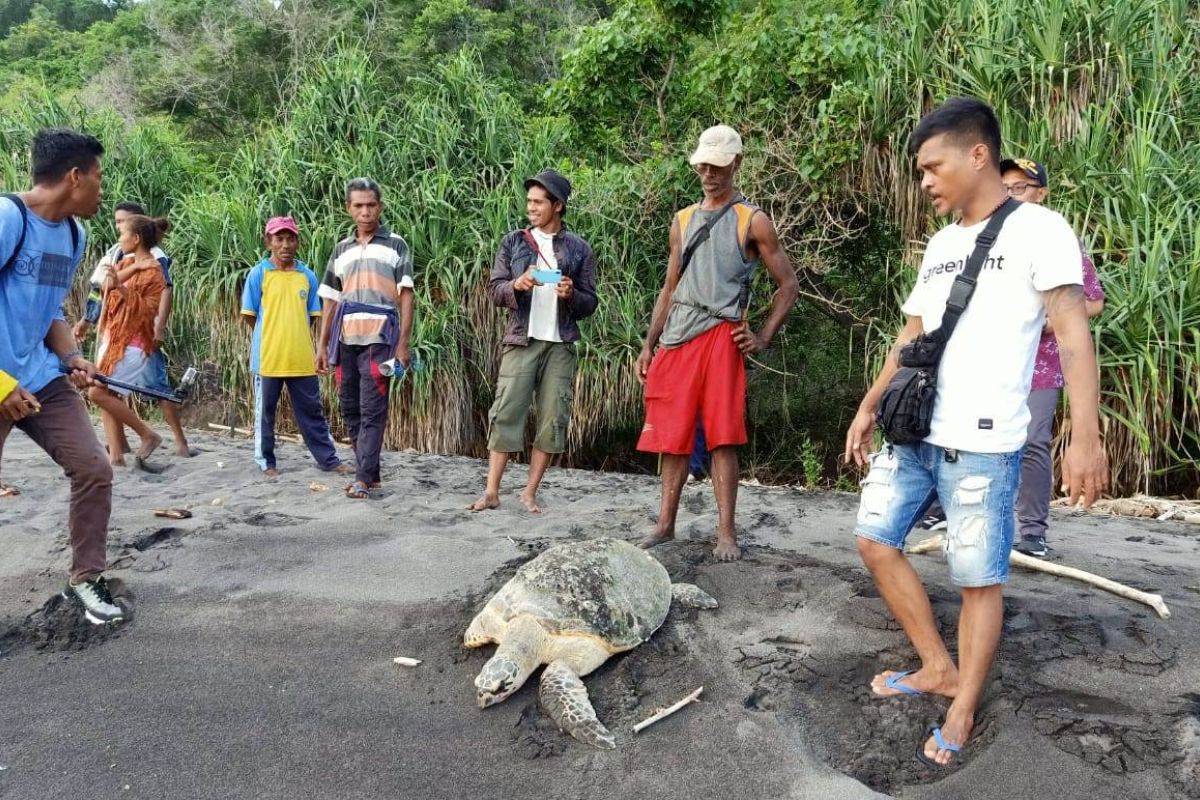 Nelayan Flores Timur Nusa Tenggara Timur selamatkan dua ekor penyu hijau