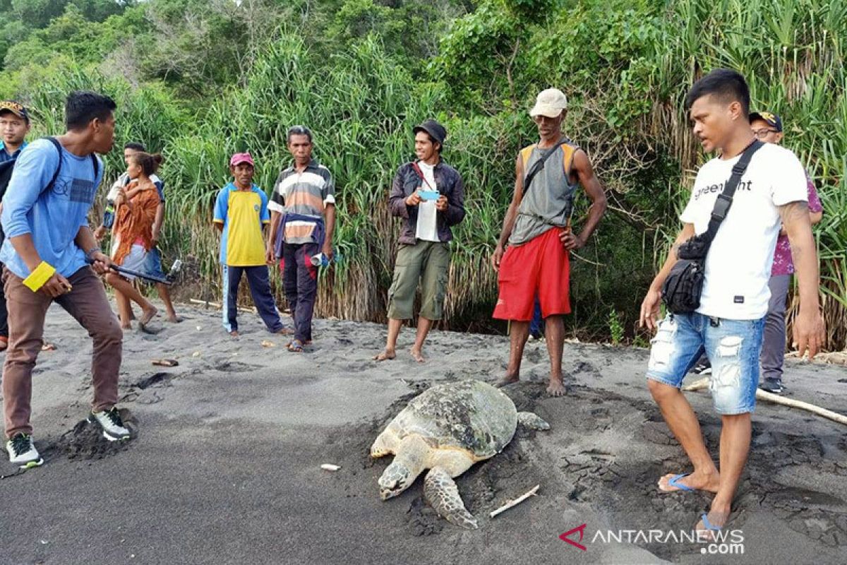 Nelayan Flores Timur selamatkan dua ekor penyu hijau