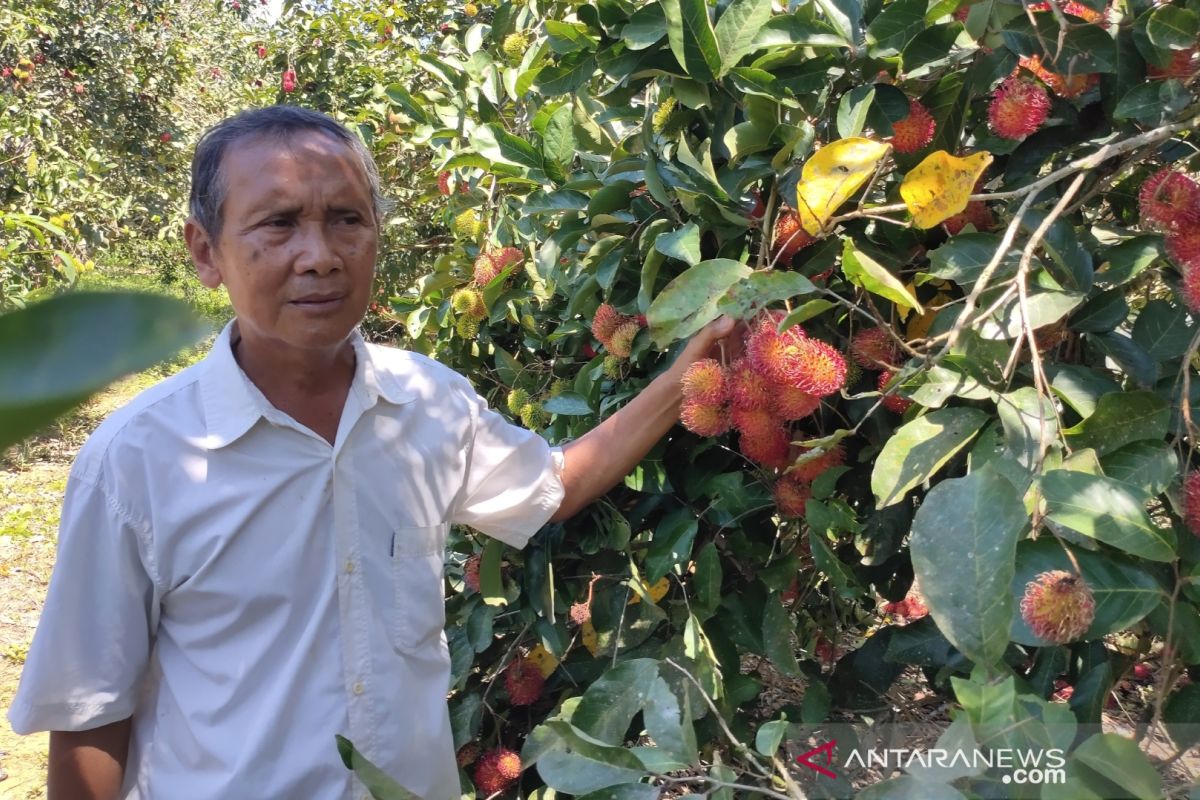 Inspirasi Bisnis - Petani dari HST raup omset ratusan juta dari rambutan