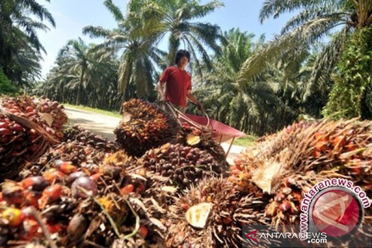 Harga CPO  Jambi turun Rp357 per kilogram