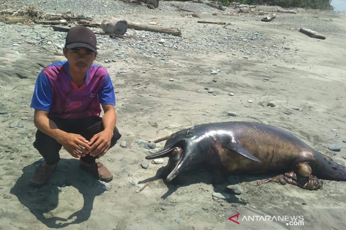 Seekor lumba-lumba sepanjang 5 meter mati terdampar di Bengkulu