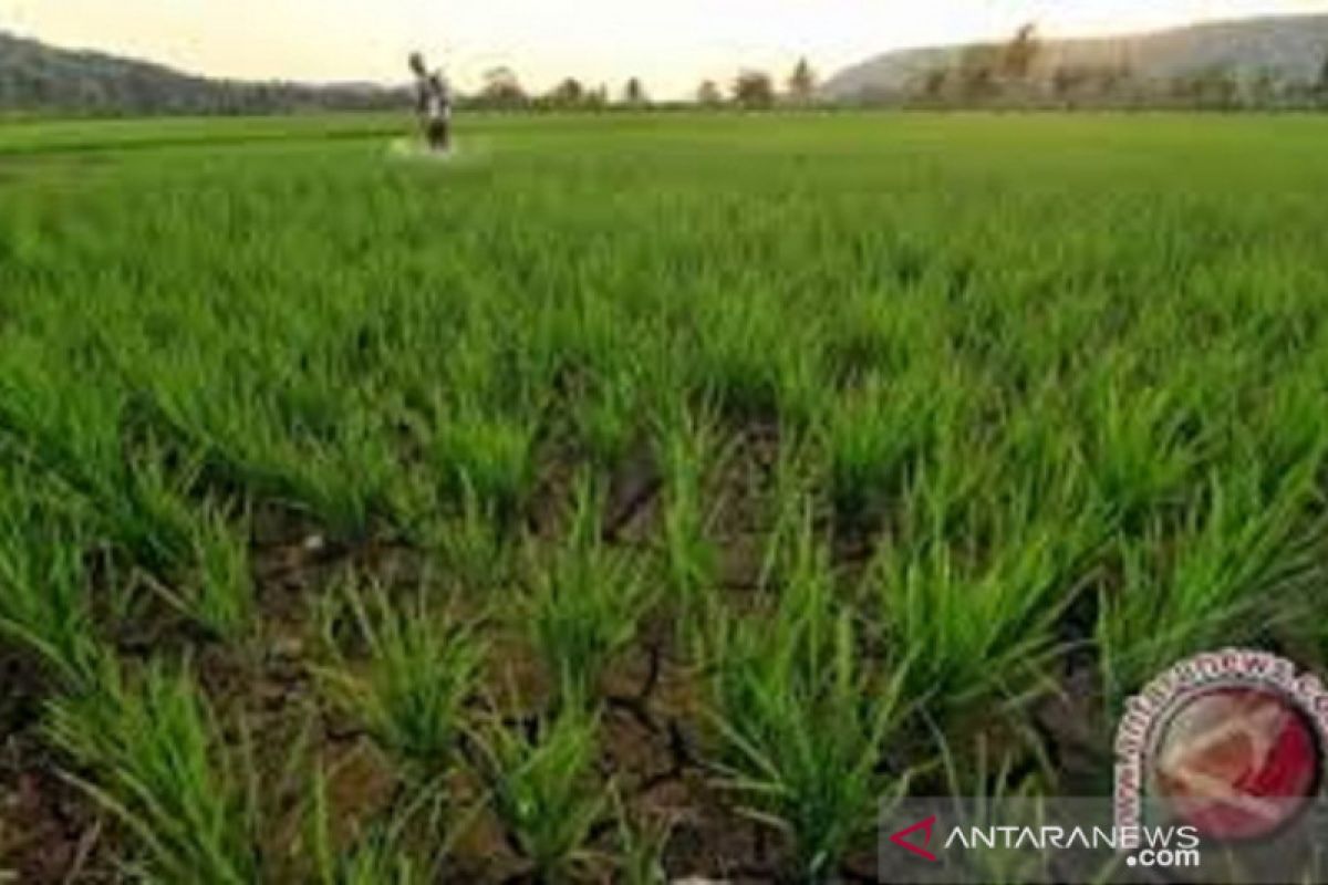 Di Bombana, intensitas hujan kurang, petani tunda penanaman padi