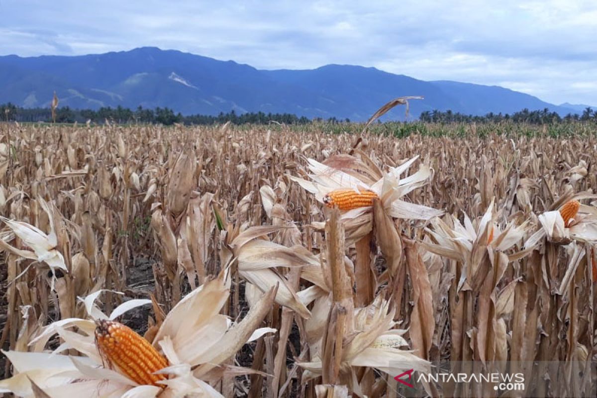 Panen jagung simbol pemulihan ekonomi petani di Sigi