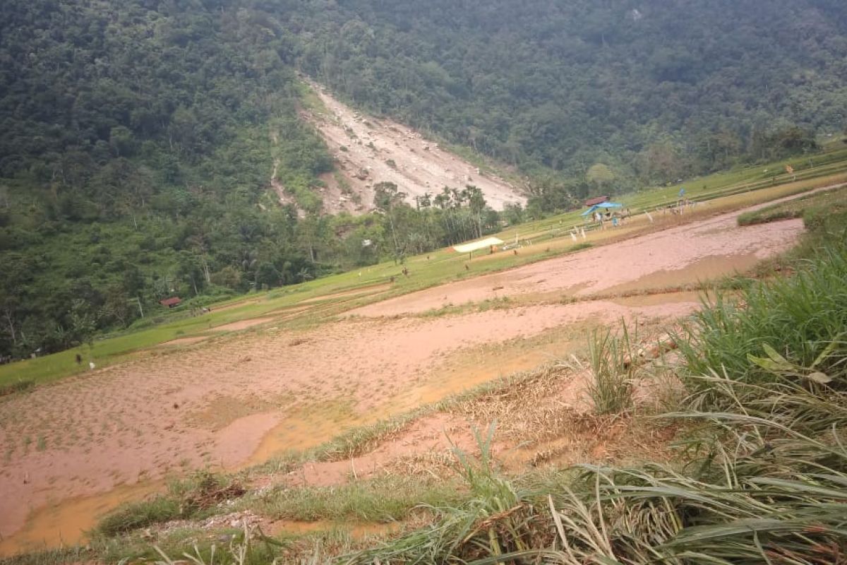 Pemkab : Sebanyak 15 hektare lahan pertanian di Agam terendam Banjir