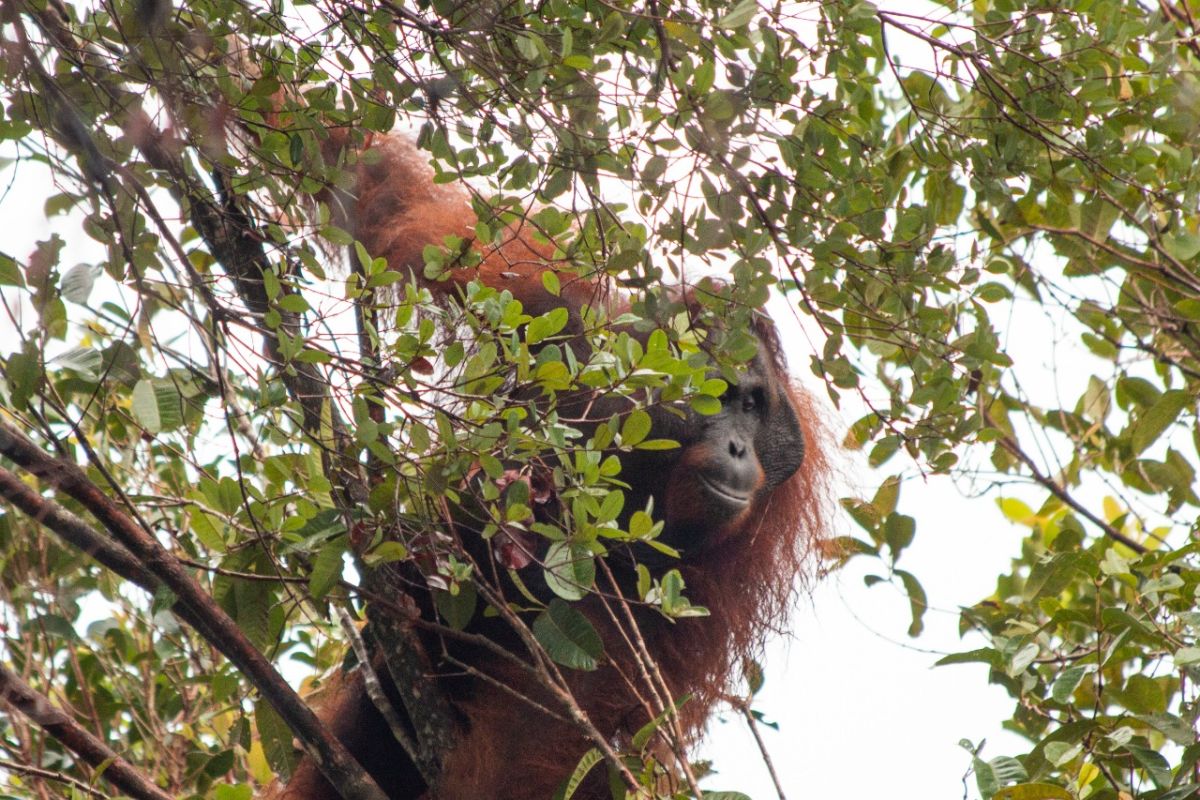 Warga Langkat tersangka kasus perdagangan orangutan