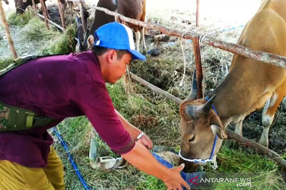 Kotim perlu sekitar 23.000 sapi untuk capai swasembada daging