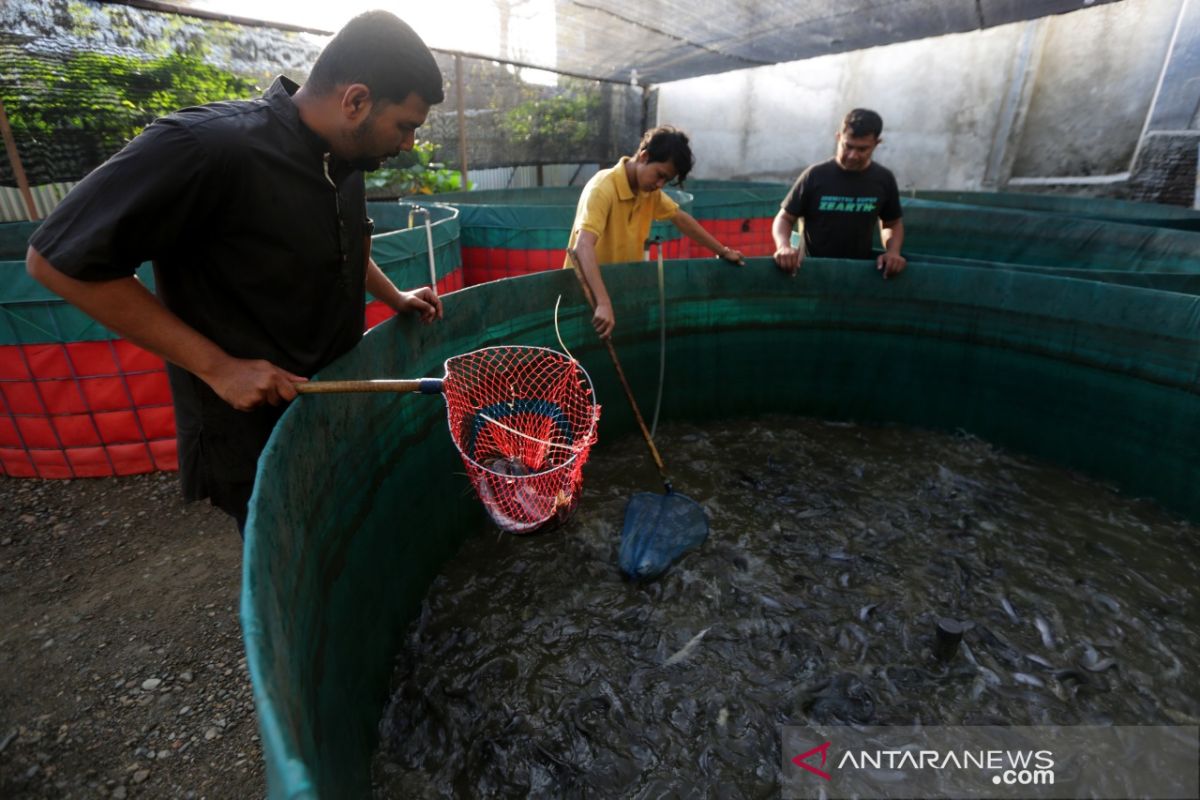 Panen ikan lele bioflok