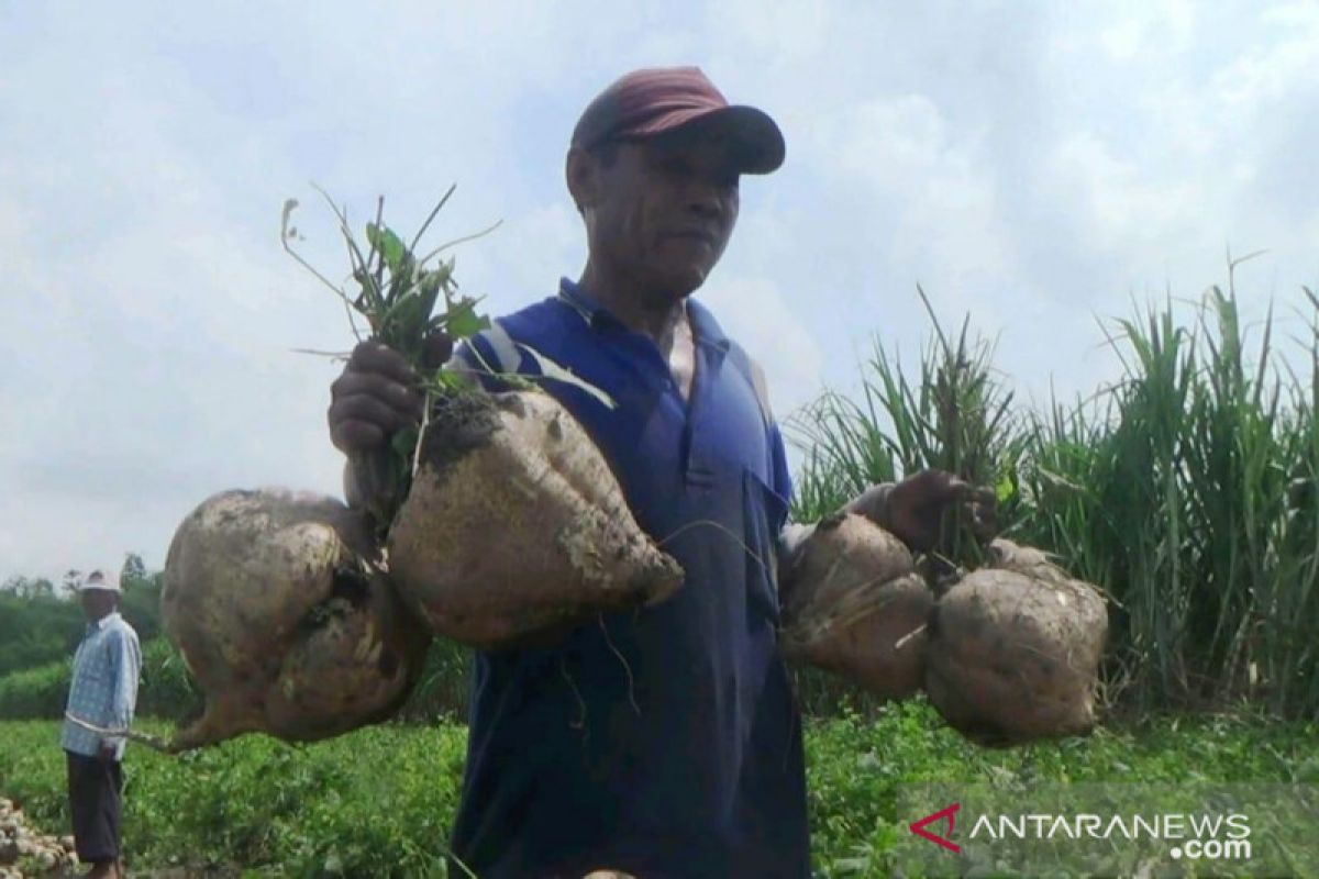 Petani di Kabupaten Kediri kembangkan bengkuang jumbo berbobot 5 kilogram