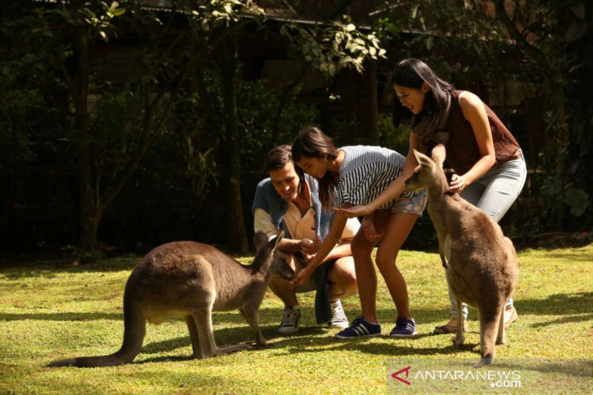 Taman Safari Bogor galang donasi untuk satwa liar di Australia yang terancam punah