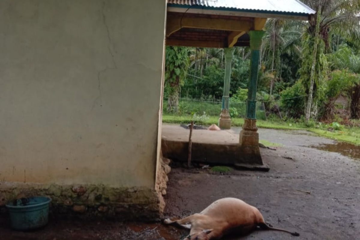 Satu ekor sapi yang terikat di samping rumah mati disambar petir