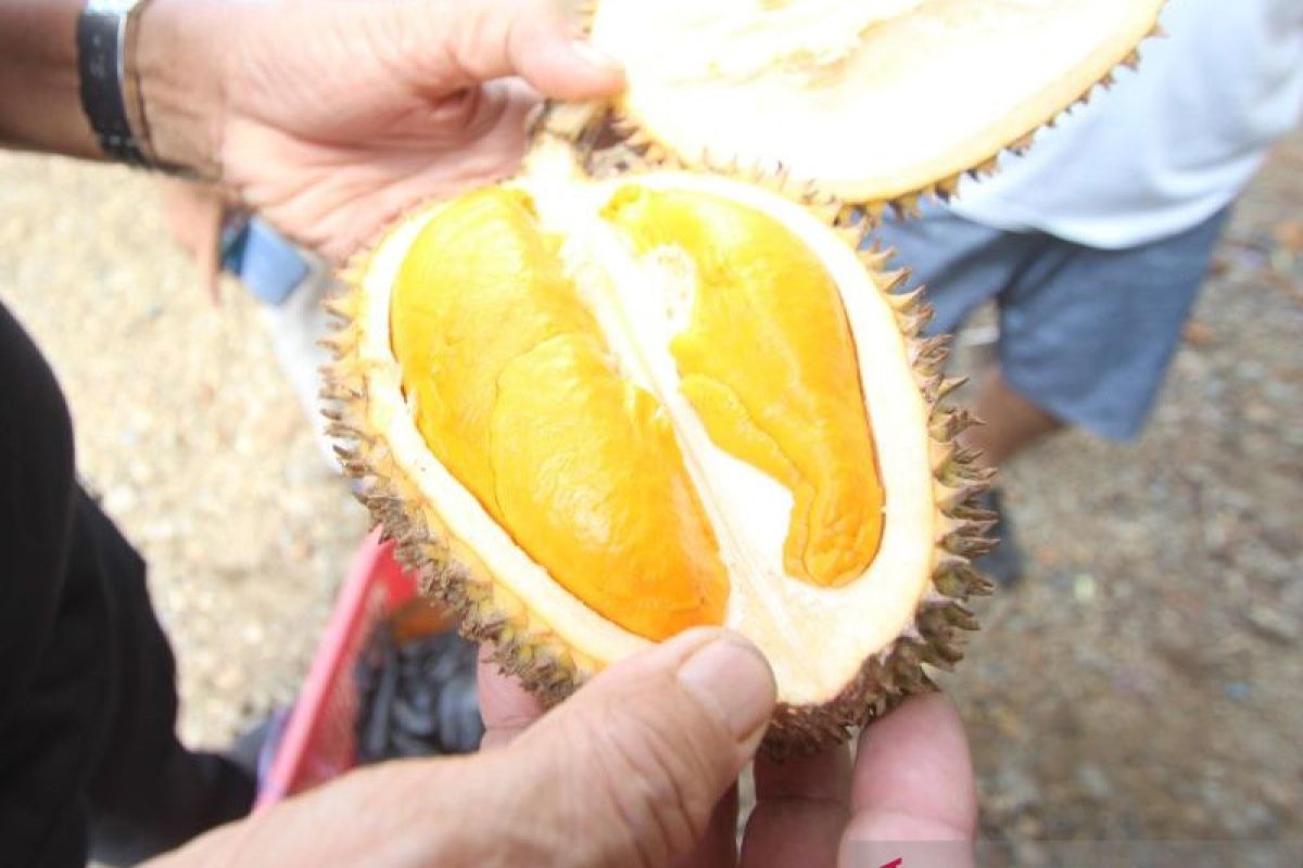 Savoring the exotic fruits of Kalimantan