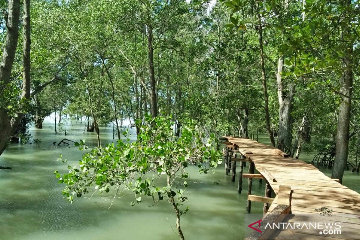 Mangrove Tanjungpunai cocok untuk budi daya kepiting belangkas