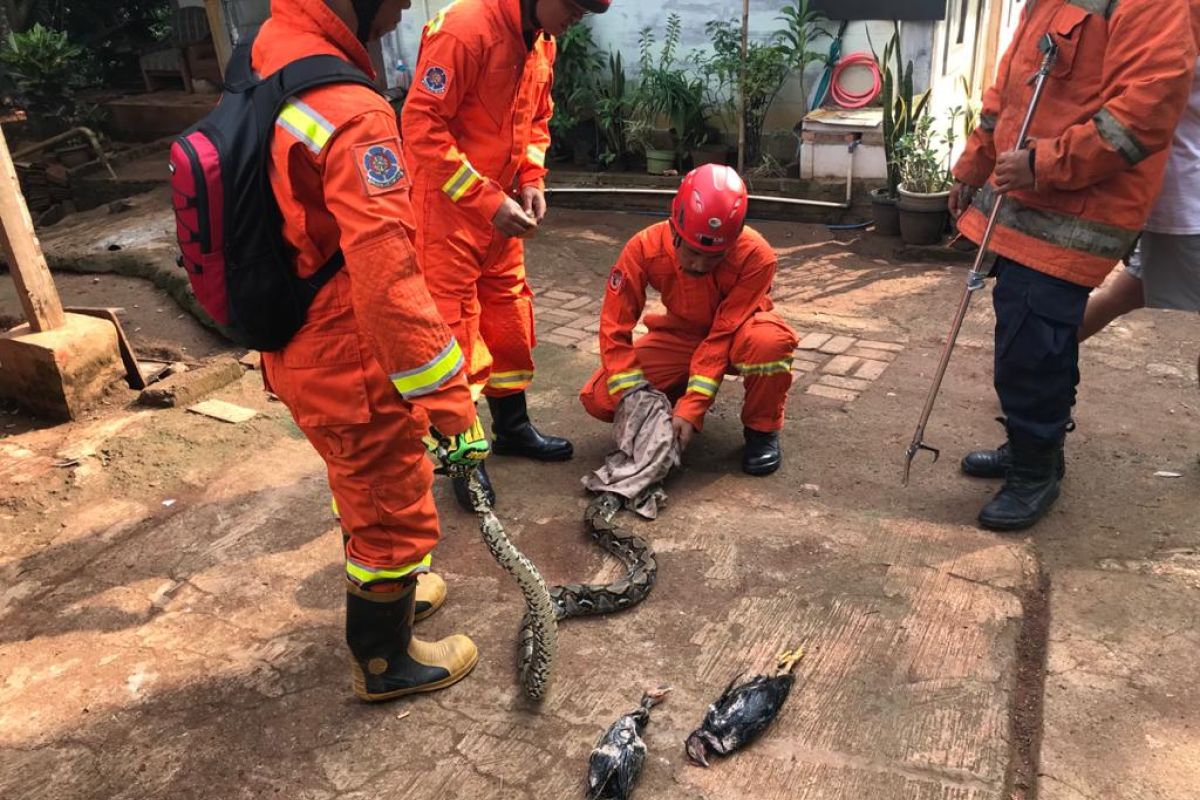 Ular sanca masuk kandang ayam warga Jakarta Timur