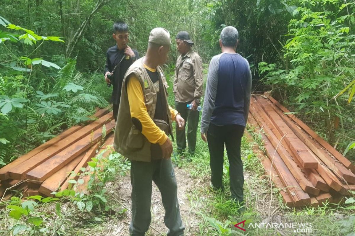 BKSDA Sulawesi Tenggara amankan puluhan batang kayu bayam ilegal