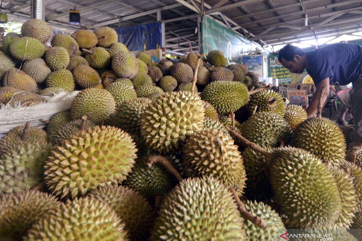 Festival durian Banten siapkan 1.000 durian gratis