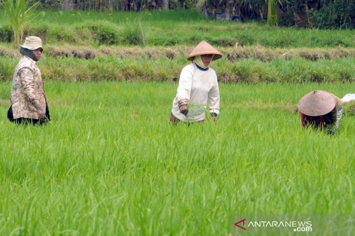 Petani Jawa Tengah sumbang 5 ton beras untuk penanganan pandemi COVID-19