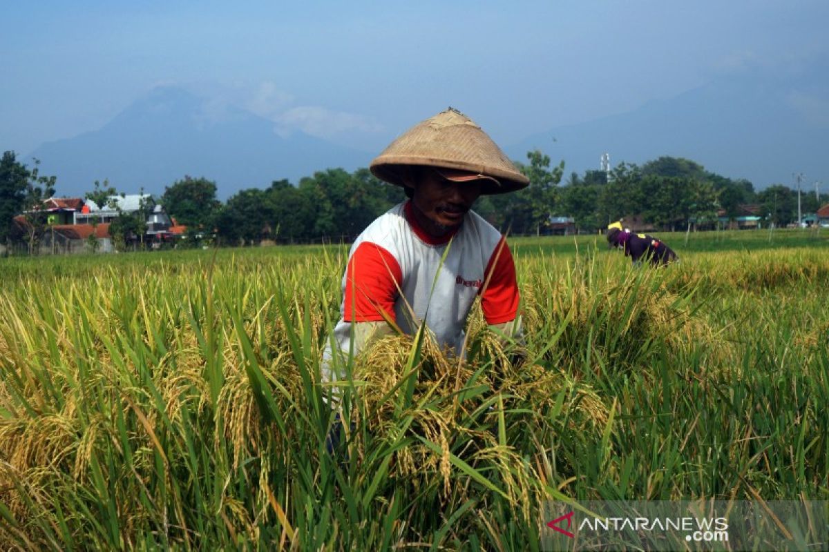 Pemkab Boyolali targetkan gabah 295.855 ton