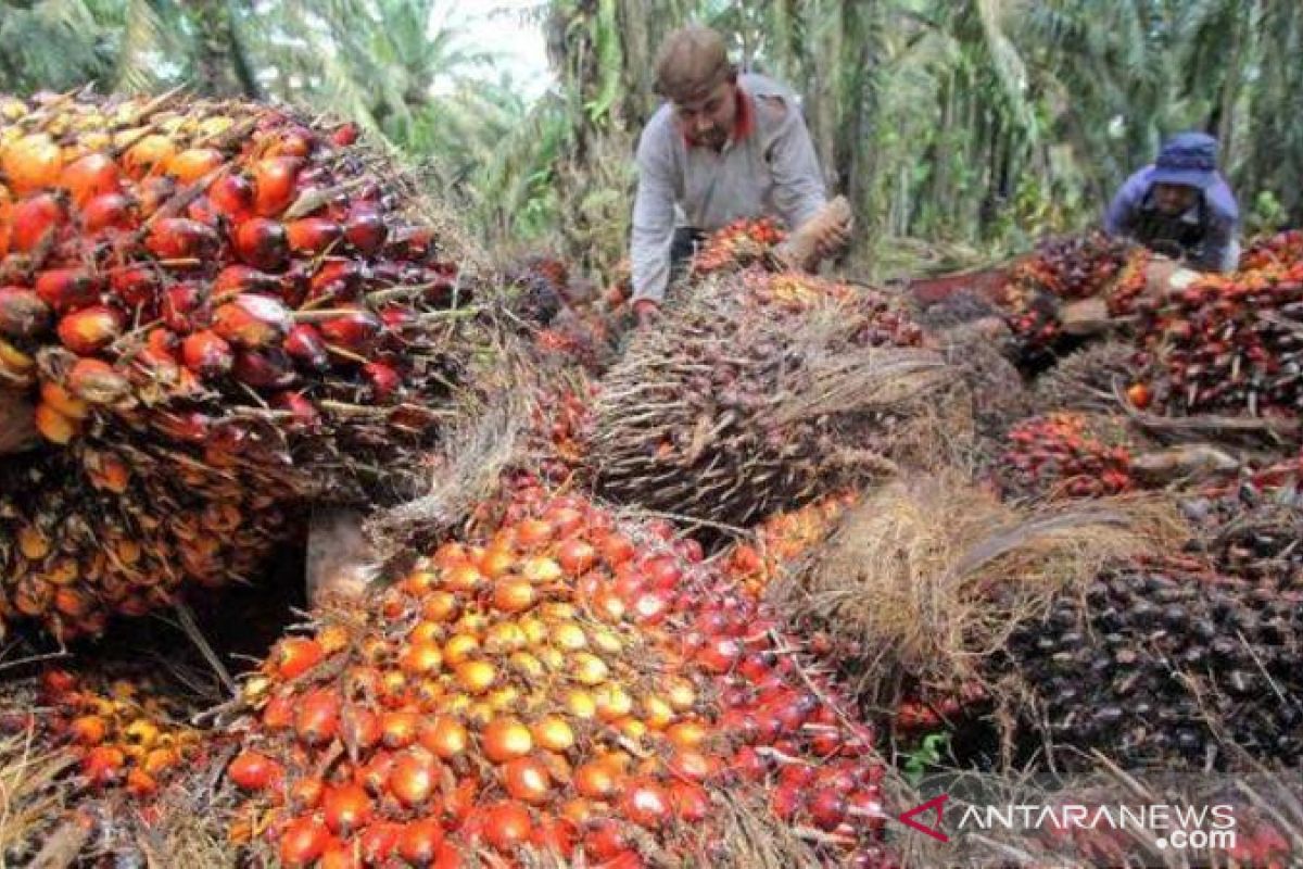 Permintaan sawit dunia melemah picu turunnya harga sawit Riau