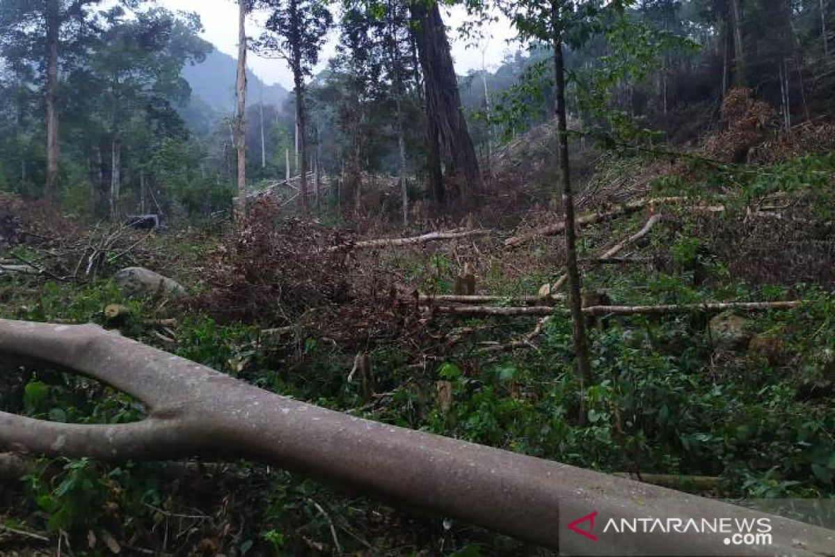 Satu tewas dan satu kritis tertimpa pohon di Bener Meriah