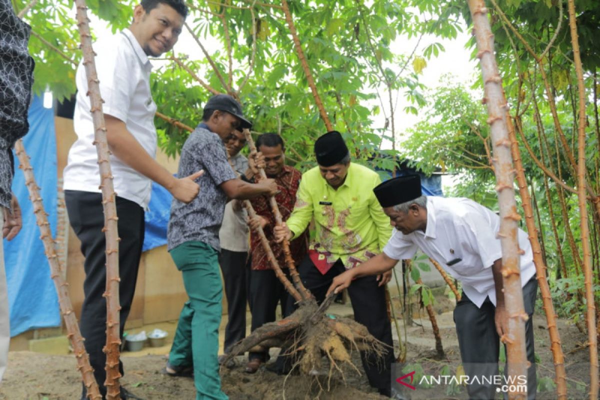 Panen ubi kayu di Kandis, Bupati Siak: lebih untung dari sawit