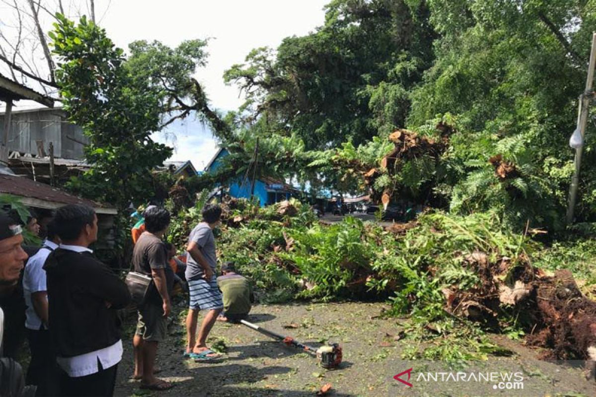Pohon beringin  berusia ratusan tahun di Kapuas tumbang