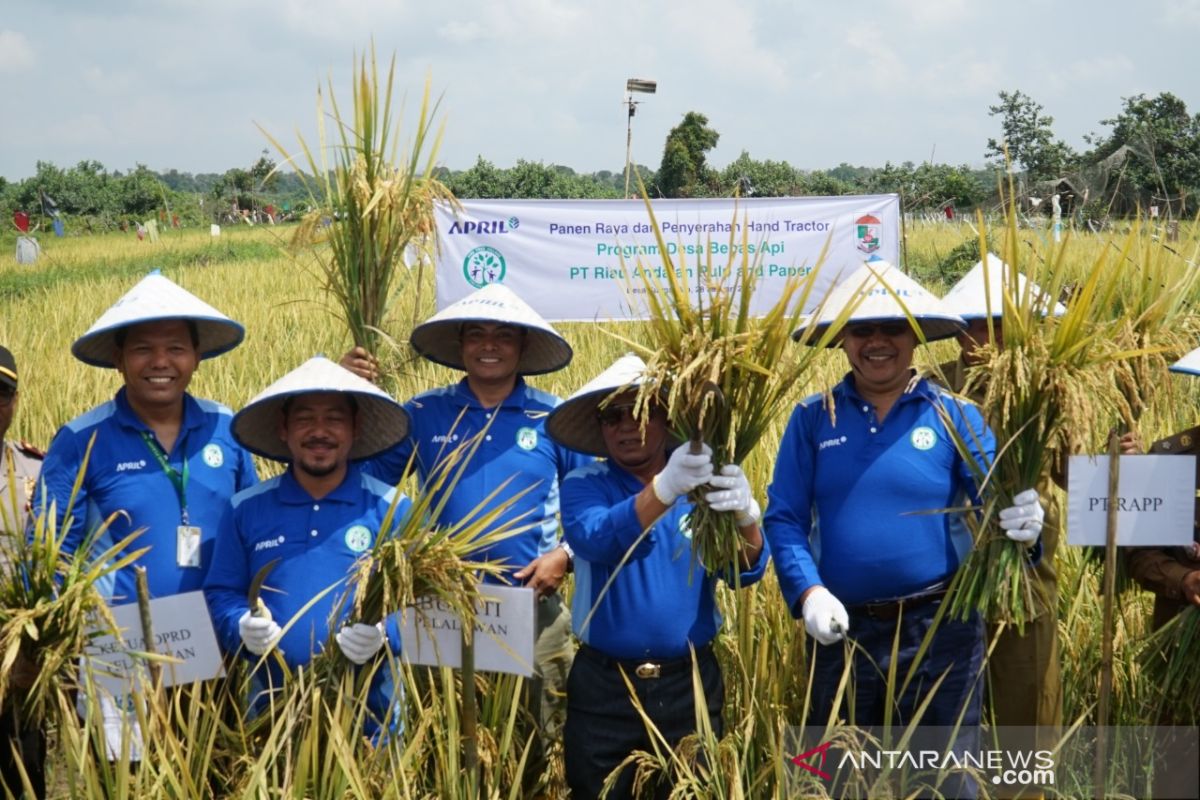 Bupati Pelalawan panen raya perdana di Desa Bebas Api Binaan RAPP