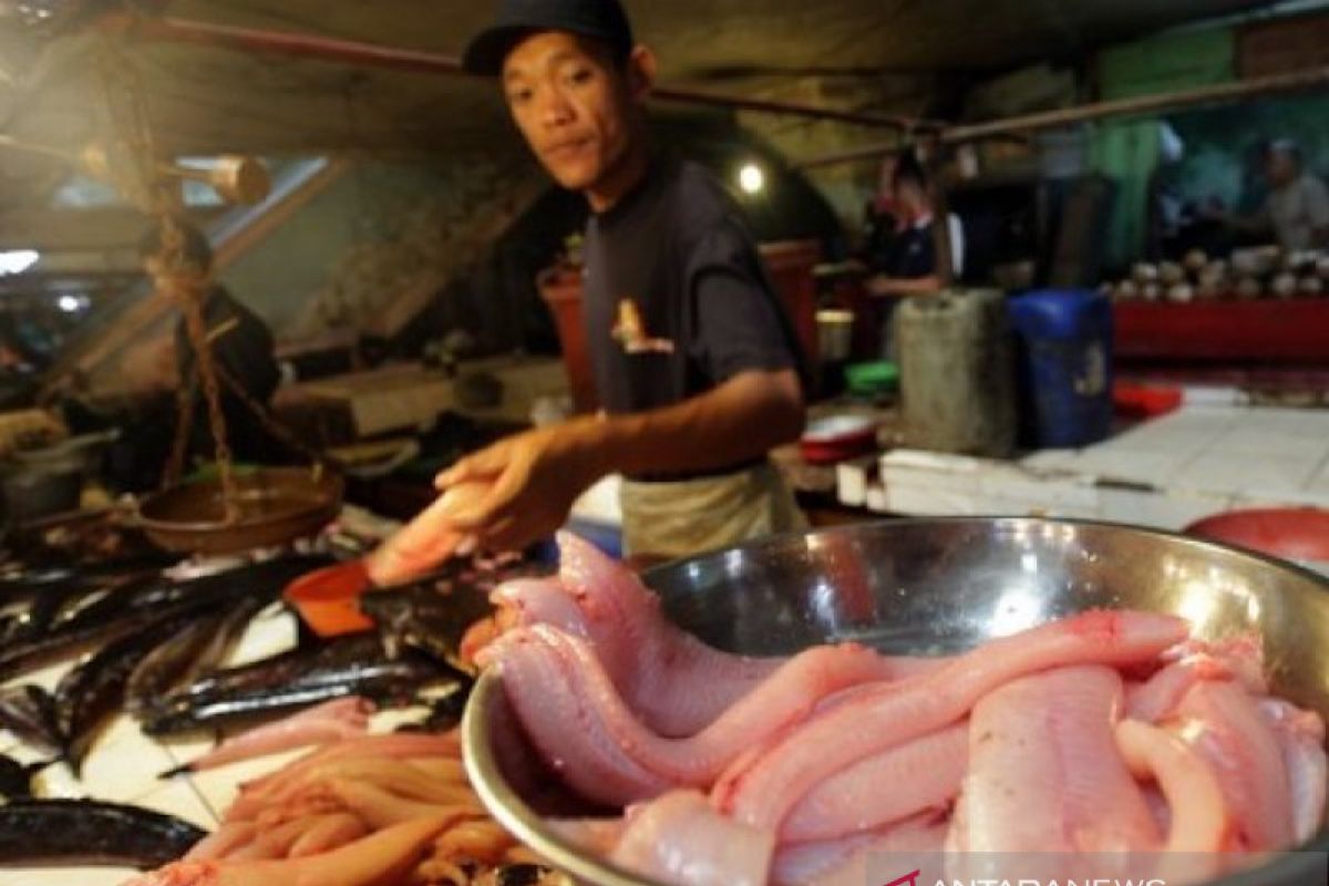 Harga eceran ikan gabus di Palembang  dipengaruhi cuaca